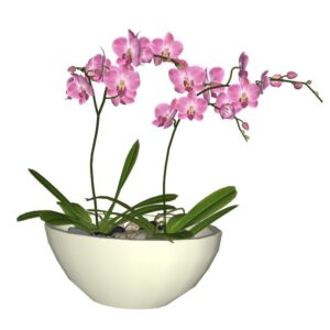 Orquídeas
