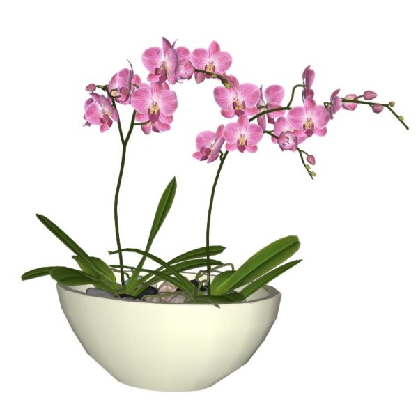 Orquídeas