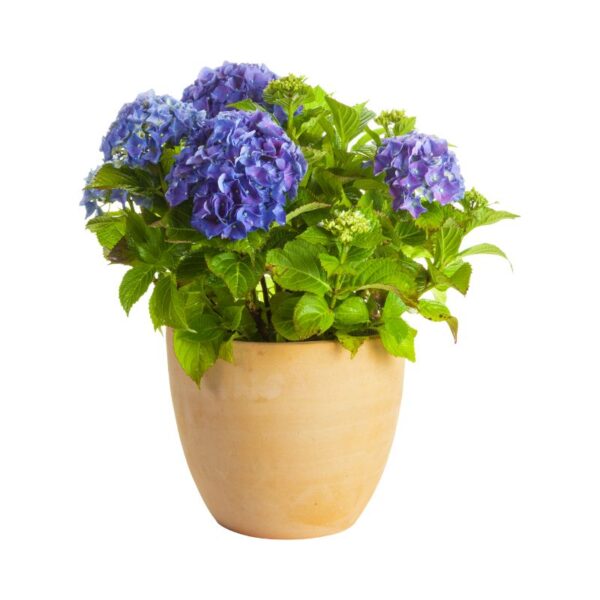 Hortensias