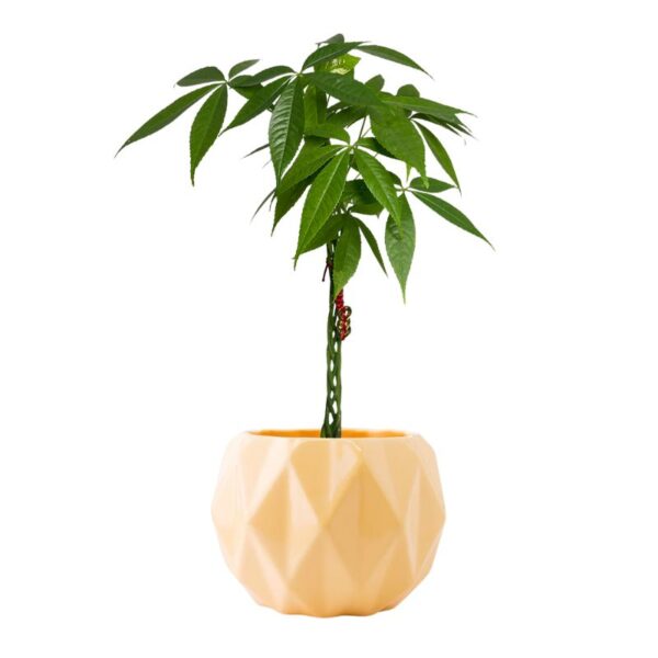 Árbol del dinero