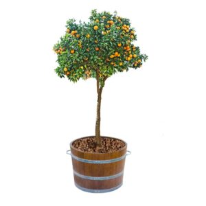 Árboles frutales