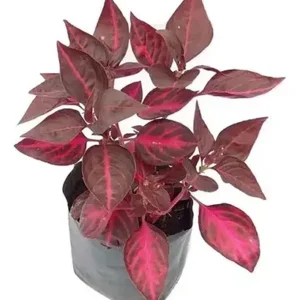 Amaranto 20cm