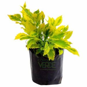 Duranta 20cm