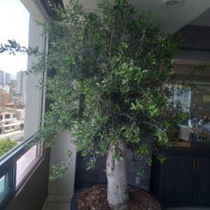 OLIVO BONSAI DE 3m