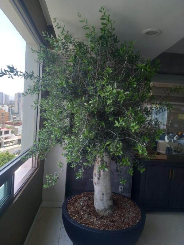 OLIVO BONSAI DE 3m