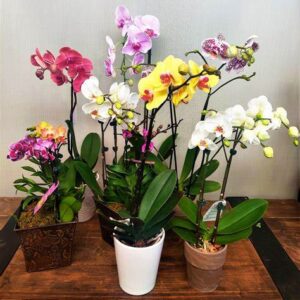 Orquídea Phalaenopsis - 1 Vara