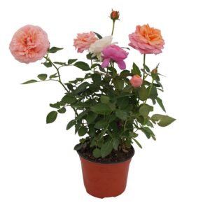 Rosal